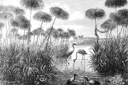 Tropical landscape nature and animals wallpaper