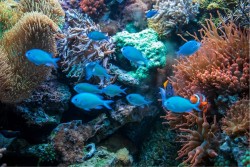 Children's Wallpaper Flora and Fauna Animals Birds Aquatic World