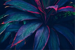 Carta da Parati Design e Stili Flora e Fauna Foglie Moderna Tropicale