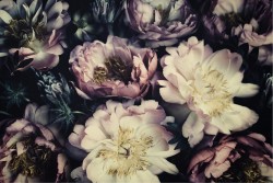 Carta da Parati Design e Stili Flora e Fauna Fiori Natura Vintage