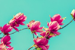 Wallpaper Design and Styles Flora and Fauna Modern Flowers Nature