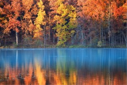 Carta da Parati Paesaggi e Natura Flora e Fauna Foreste e Alberi