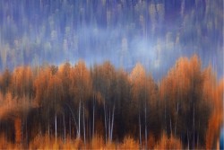 Carta da Parati Paesaggi e Natura Foreste e Alberi